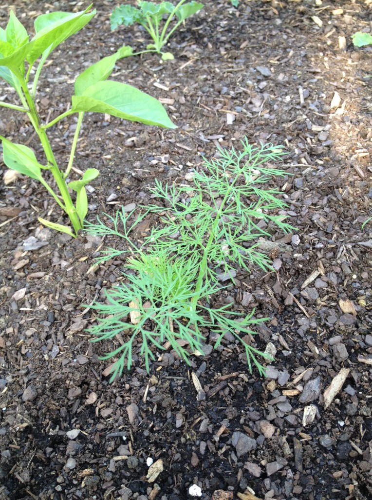 dill