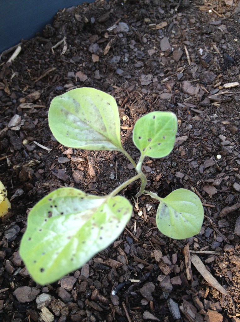 eggplant