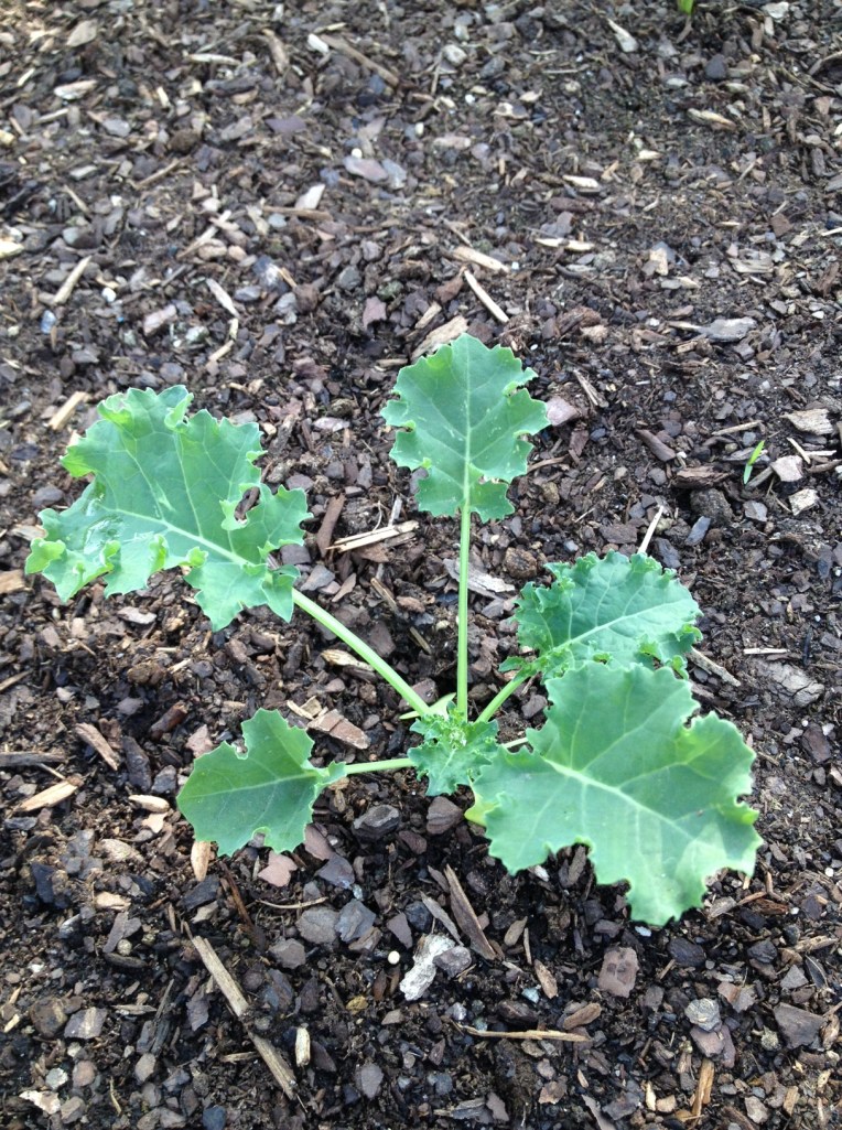 kale