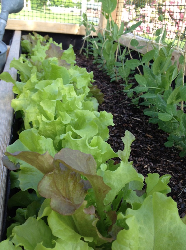 lettuce