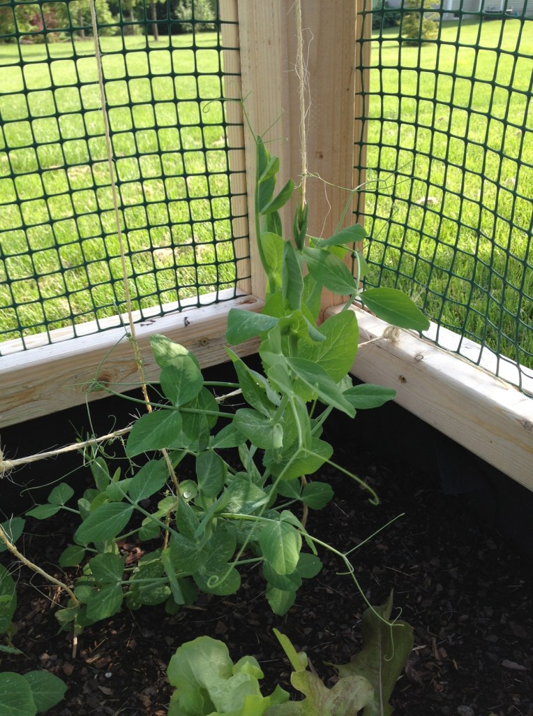 peas