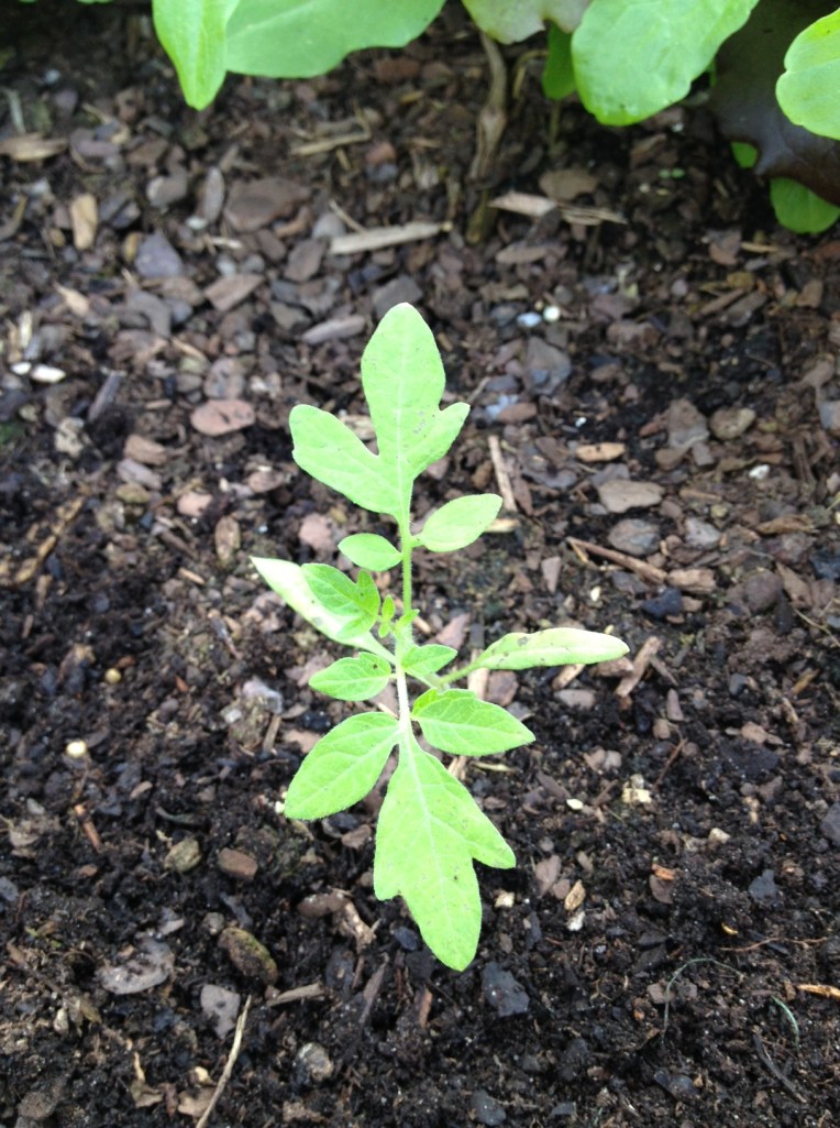 tomatovolunteer