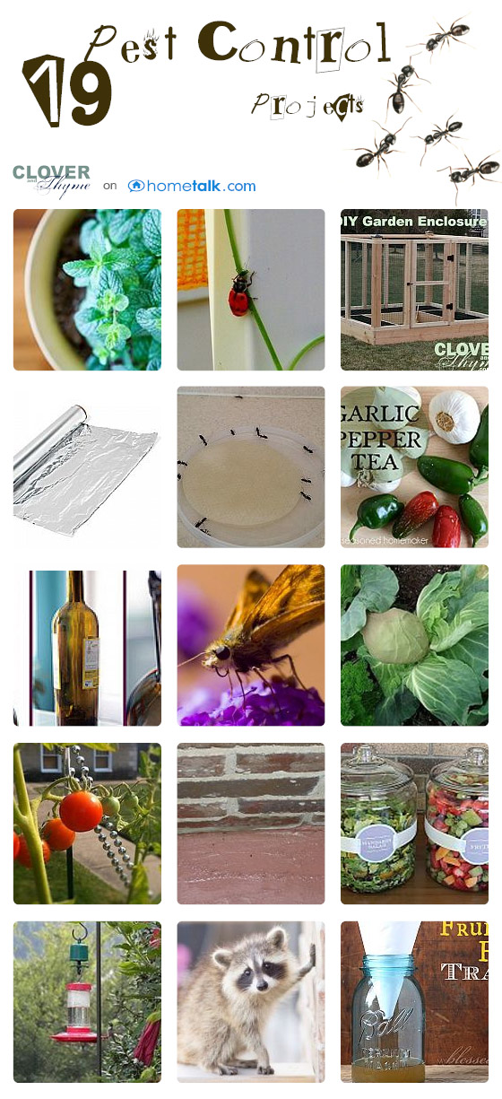 19 DIY Pest Control Projects on Hometalk