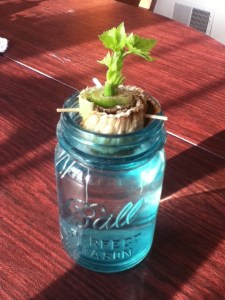 Recycle your celery!