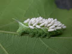 hornworm