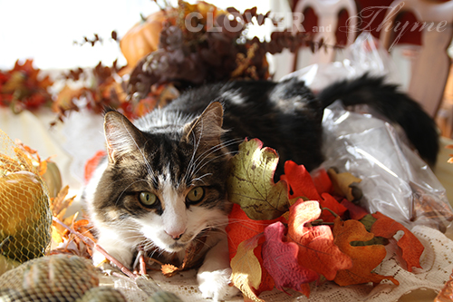 Cat Centerpiece Cat Centerpiece